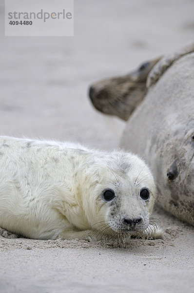 Grey Seal (Halichoerus grypus)  female with young