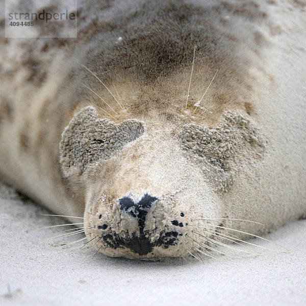 Grey Seal (Halichoerus grypus)  female  portrait after sandstorm