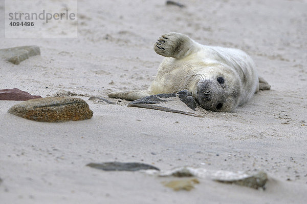 Grey Seal (Halichoerus grypus)  young playing
