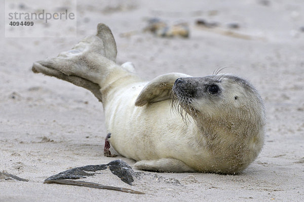 Grey Seal (Halichoerus grypus)  young playing