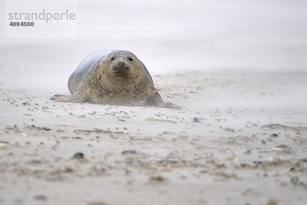 Grey Seal (Halichoerus grypus)  female in sandstorm
