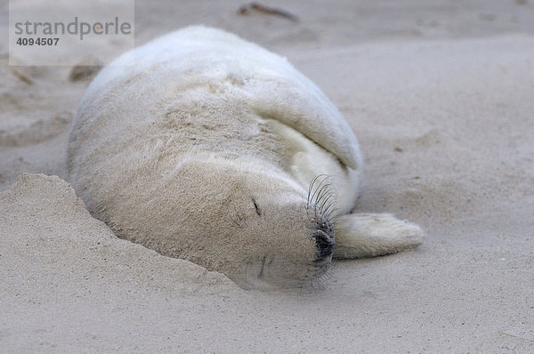 Grey Seal (Halichoerus grypus)  newborn in sandstorm