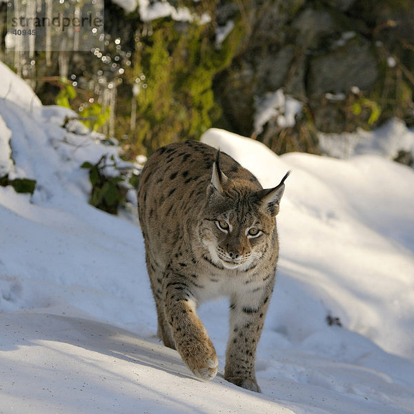 Eurasischer Luchs (Lynx lynx) Weibchen läuft im Schnee  Bayerischer-Wald  Bayern  Deutschland