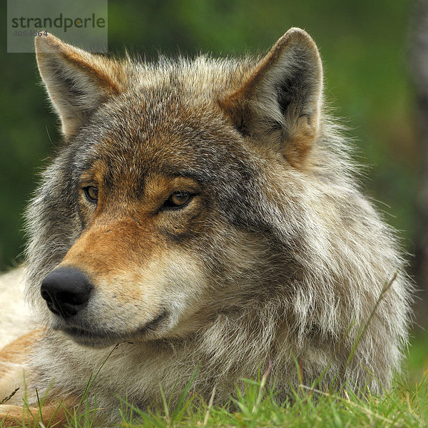 Wolf (Canis lupus)  Portrait  Norwegen  Skandinavien  Europa