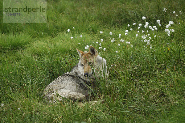 Wolf (Canis lupus) ruhend Wollgrasmoor Nordnorwegen Skandinavien Europa