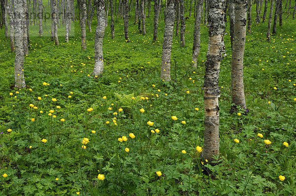 Trollblume Blüten (Trollius europaeus) im Fjellbirkenwald Norwegen Skandinavien Europa