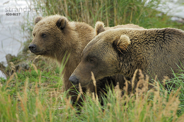 Braunbär (Ursus arctos) Bärin mit Jungtier  Katmai Nationalpark  Alaska  USA