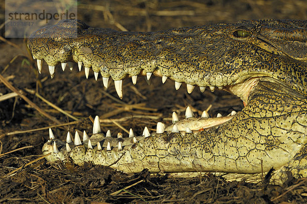 Nilkrokodil (Crocodylus niloticus)  beim Sonnenbad  Portrait  Chobe Nationalpark  Botswana  Afrika