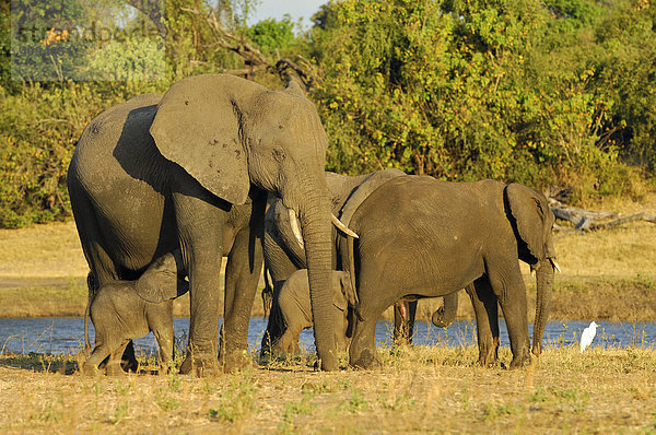 Afrikanischer Elefant (Loxodonta africana)  Elefantenbaby  beim säugen  Chobe Nationalpark  Botswana  Afrika