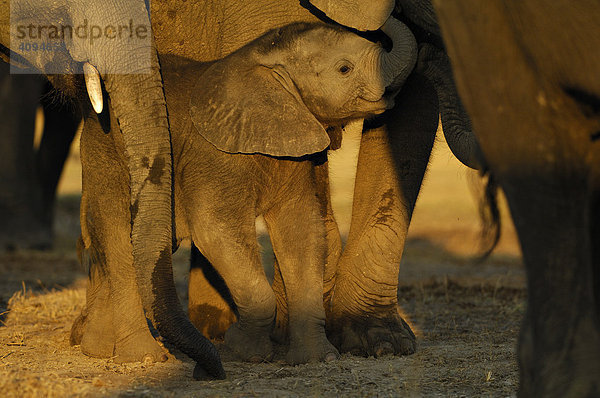 Afrikanischer Elefant (Loxodonta africana) Jungtier im Schutz der Gruppe  Chobe Nationalpark  Botswana  Afrika