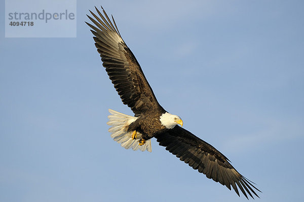 Weißkopfseeadler (Haliaeetus leucocephalus) im Flug  Kenai Peninsula  Alaska  USA