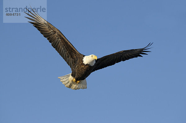 Weißkopfseeadler (Haliaeetus leucocephalus) im Flug  Kenai Peninsula  Alaska  USA