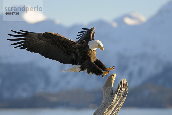 Weißkopfseeadler (Haliaeetus leucocephalus) im Landeanflug  hinten die Berge des Kachemak Bay State Parks  Kenai Peninsula  Alaska  USA