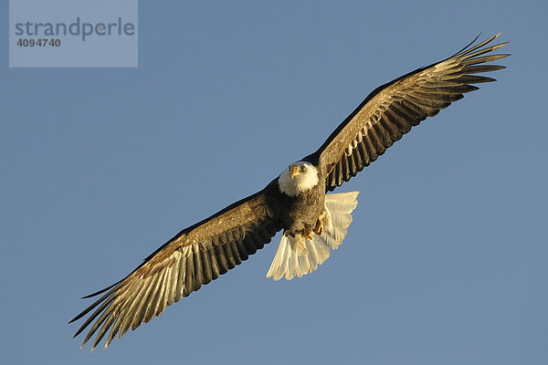 Weißkopfseeadler (Haliaeetus leucocephalus) im Flug  Kenai Peninsula  Alaska  USA