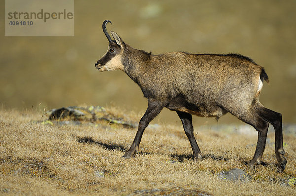 Gämse (Rupicapra rupicapra)  Gamsbock  Nationalpark  Gran Paradiso  Italien  Europa