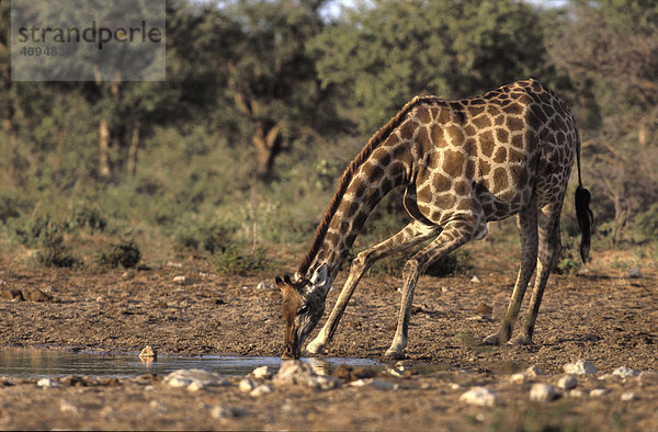 Giraffe (Giraffa carmelopardalis) an der Wasserstelle  Etoscha Nationalpark  Namibia