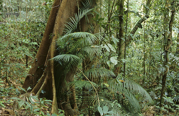 Kühler Regenwald im Palmerston Nationalpark Queensland Australien