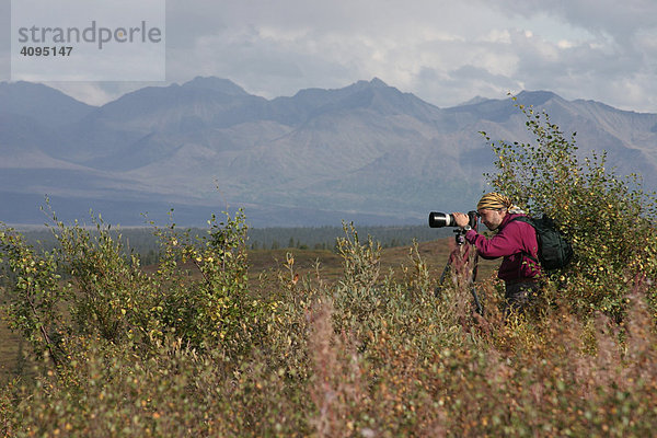 Fotograf steht im Buschwerk hinter ihm Berge der Alaska Range Alaska USA