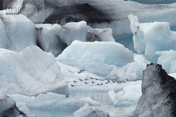 Küstenseeschwalben sterna paradisaea auf dem Eis Jökulsarlon Gletschersee Südküste Island