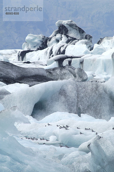 Küstenseeschwalben sterna paradisaea auf dem Eis Jökulsarlon Gletschersee Südküste Island