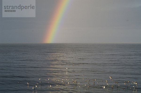 Regenbogen und Vogelschwarm von Meerstrandläufer calidris maritima Halbinsel MelrakkaslÈtta Nordisland Island