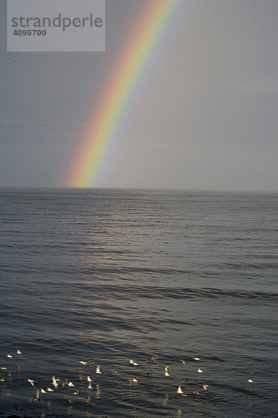 Regenbogen und Vogelschwarm Meerstrandläufer calidris maritima Halbinsel MelrakkaslÈtta Nordisland Island