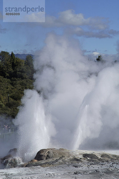 Prince of Wales Feathers Geysir  Maori Siedlung Whakararewa  Rotorua  Nordinsel  Neuseeland