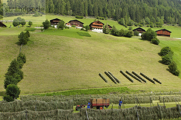 Bauernhäuser und Felder im Ahrntal  Südtirol  Italien