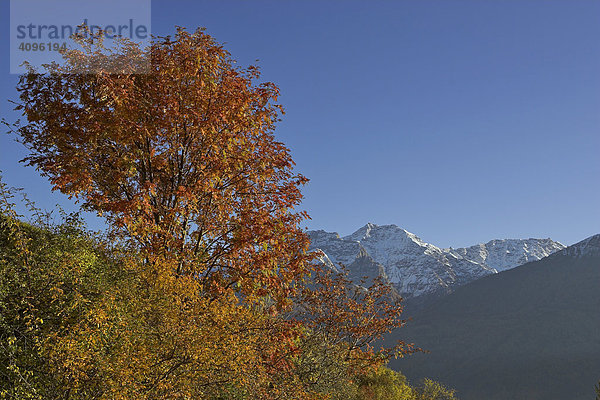 Berge der Ortler Gruppe  Tanas  Vinschgau  Südtirol  Italien