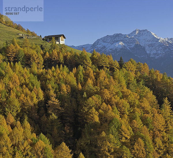 Bauernhof Herbstwald und Berge der Ortler Gruppe  oberhalb von Prad  Vinschgau  Südtirol  Italien