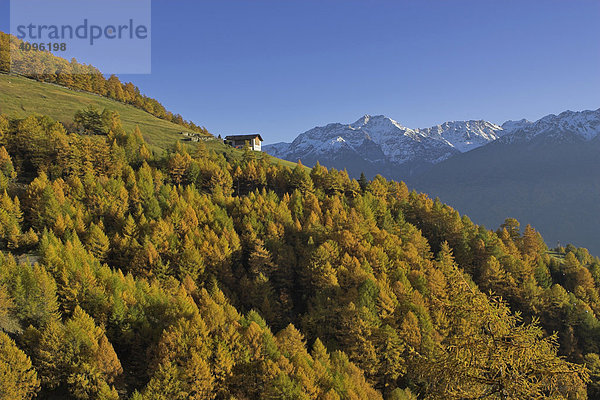 Bauernhof Herbstwald und Berge der Ortler Gruppe  oberhalb von Prad  Vinschgau  Südtirol  Italien