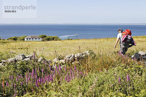 Wanderin strebt dem einzigen Haus auf der Insel zu  Saltee Inseln  Inseln  Wexford  Irland