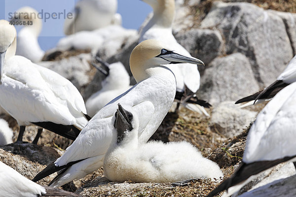 Baßtölpel mit Jungem im Nest (Sula bassana)  Saltee Inseln  Inseln  Wexford  Irland