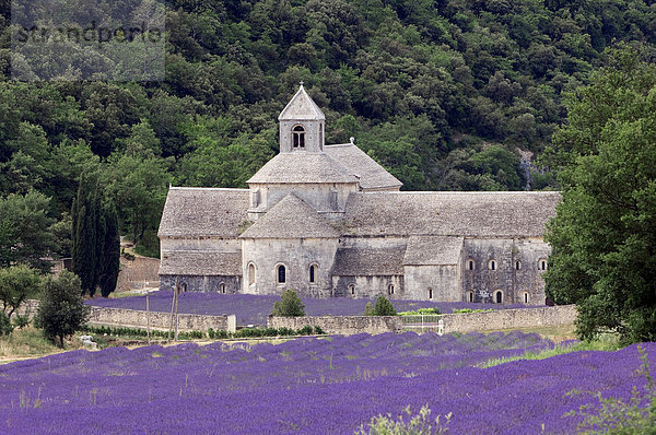 Blühendes Lavendelfeld  Echter Lavendel (Lavendula angustifolia) vor der Abtei Senanque  Gordes  Provence  Südfrankreich  Europa