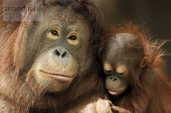 Borneo Orang-Utan (Pongo pygmaeus pygmaeus)  Weibchen mit Jungtier
