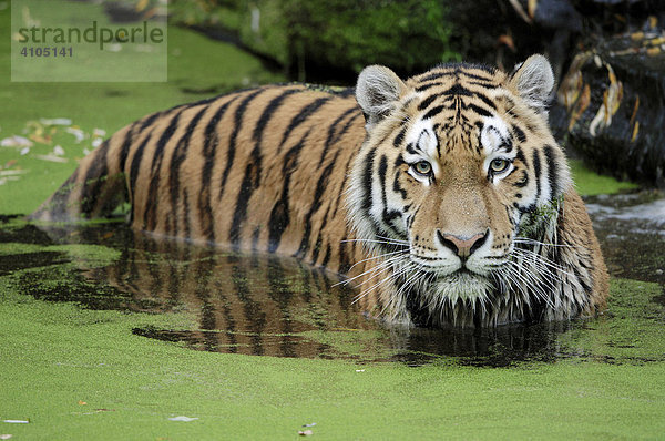Sibirischer Tiger  Amurtiger (Panthera tigris altaica) im Wasser