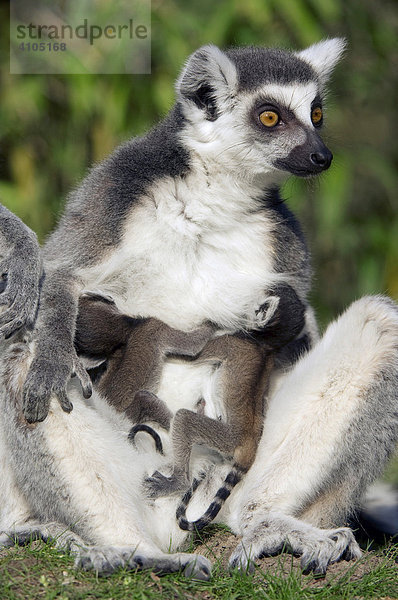 Katta (Lemur catta)  Weibchen mit Jungtieren  Zwillingen  4 Tage alt