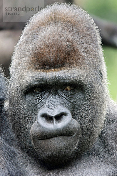 Westlicher Flachlandgorilla (Gorilla gorilla gorilla)  männlich  Silberrücken