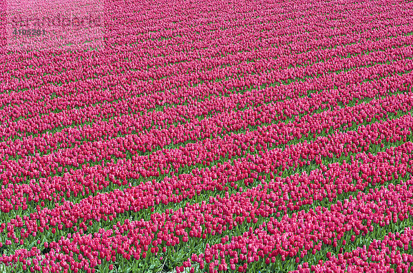 Blühendes Tulpenfeld (Tulipa spec.) bei Lisse  Niederlande  Europa