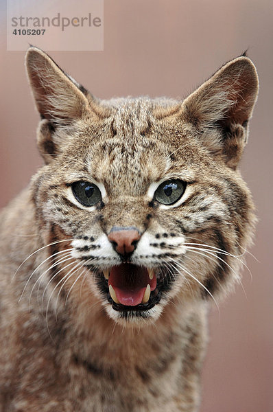 Rotluchs  Porträt (Lynx rufus)  fauchend