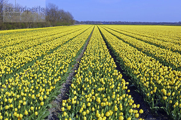 Tulpenfeld (Tulipa spec.) bei Lisse  Niederlande  Europa