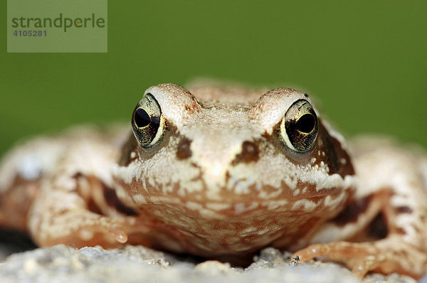 Grasfrosch (Rana temporaria)