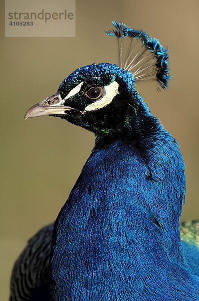 Blauer Pfau (Pavo cristatus)  männlich