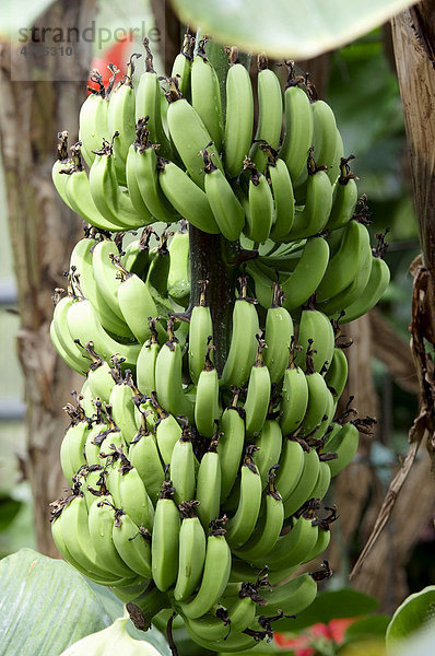 Bananen (Musa paradisiaca) an Staude