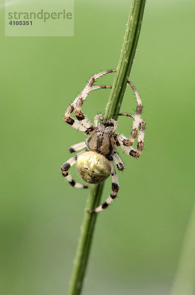 Vierfleck-Kreuzspinne (Araneus quadratus)