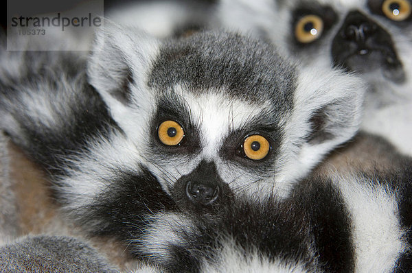 Katta (Lemur catta)  Jungtier