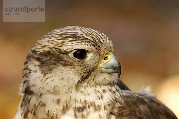 Sakerfalke  Saker  Würgfalke (Falco cherrug)
