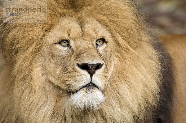 Afrikanischer Löwe (Panthera leo)  männlich