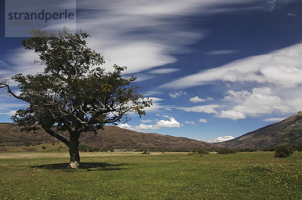 Einzelner Baum in einem weiten Tal (Valle del Paine)  Torres del Paine National Park  Patagonien  Chile