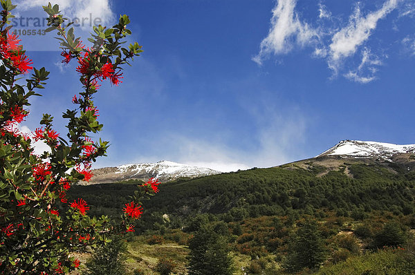 Notroblüte  Torres del Paine Nationalpark  Patagonien  Chile